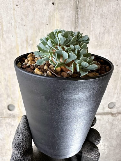 【現品限り】オトンナ・カカリオイデス【Q60】 Othonna cacalioides