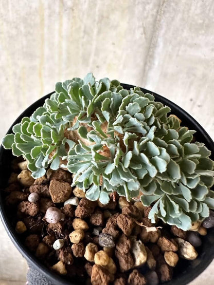 【現品限り】オトンナ・カカリオイデス【Q60】 Othonna cacalioides