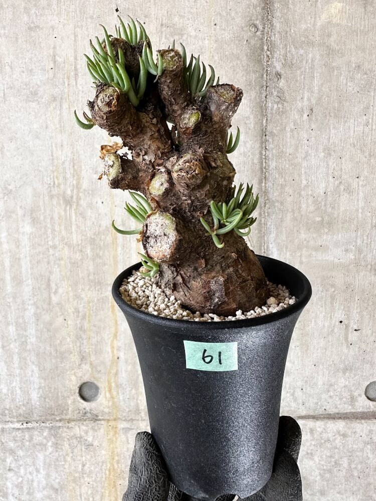 【現品限り】チレコドン・ペアルソニー 現地株 発根済み【Q61】 Tylecodon pearsonii