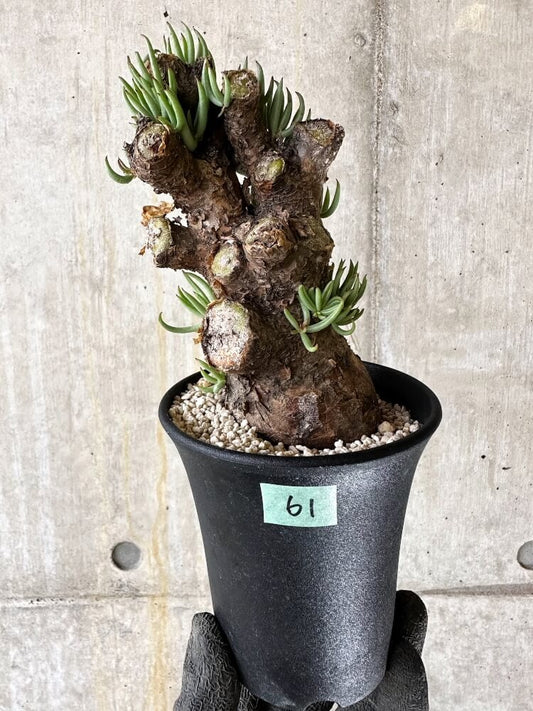 【現品限り】チレコドン・ペアルソニー 現地株 発根済み【Q61】 Tylecodon pearsonii