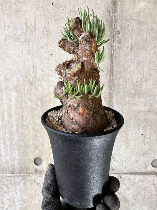 【現品限り】チレコドン・ペアルソニー 現地株 発根済み【Q61】 Tylecodon pearsonii