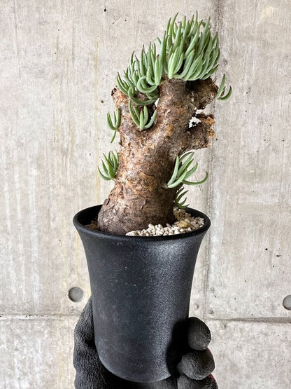 【現品限り】チレコドン・ペアルソニー 現地株 発根済み【Q61】 Tylecodon pearsonii