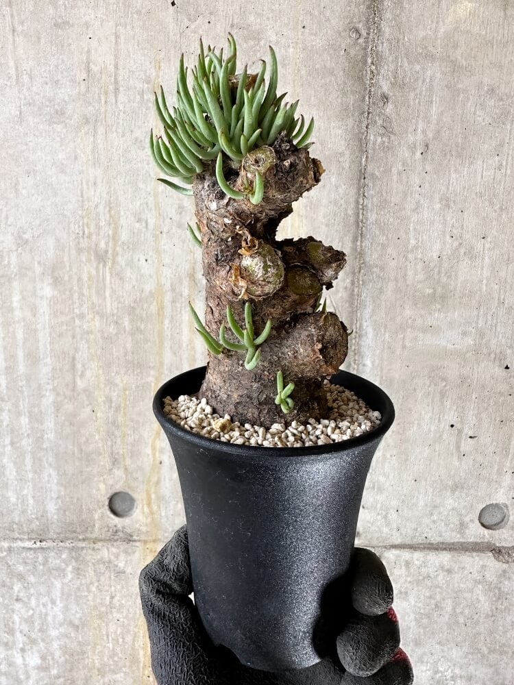 【現品限り】チレコドン・ペアルソニー 現地株 発根済み【Q61】 Tylecodon pearsonii