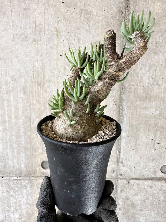 【現品限り】チレコドン・ペアルソニー 現地株 発根済み【Q62】 Tylecodon pearsonii