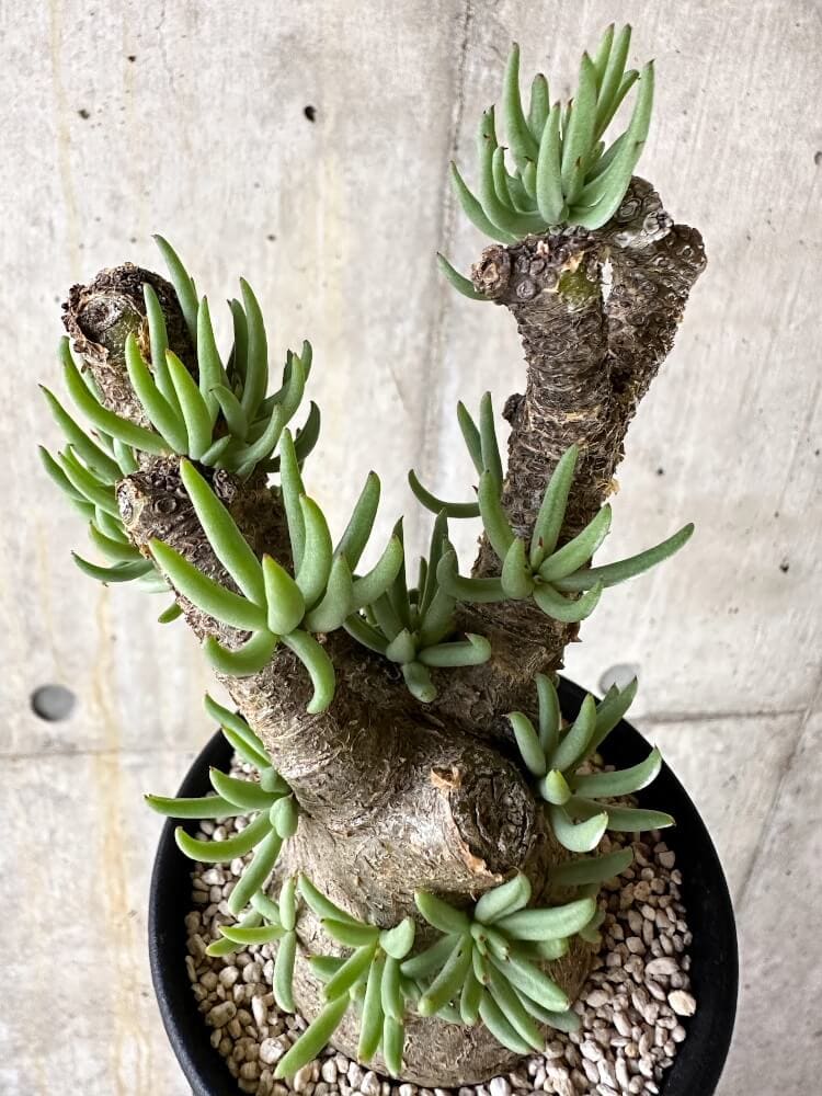 【現品限り】チレコドン・ペアルソニー 現地株 発根済み【Q62】 Tylecodon pearsonii