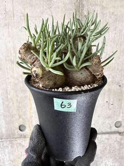 【現品限り】チレコドン・ペアルソニー 現地株 発根済み【Q63】 Tylecodon pearsonii