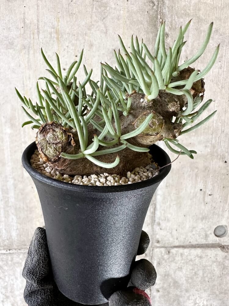 【現品限り】チレコドン・ペアルソニー 現地株 発根済み【Q63】 Tylecodon pearsonii