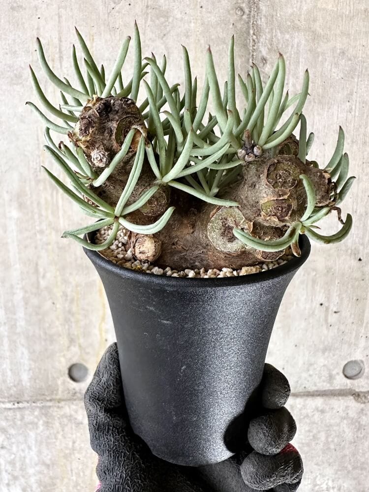 【現品限り】チレコドン・ペアルソニー 現地株 発根済み【Q63】 Tylecodon pearsonii