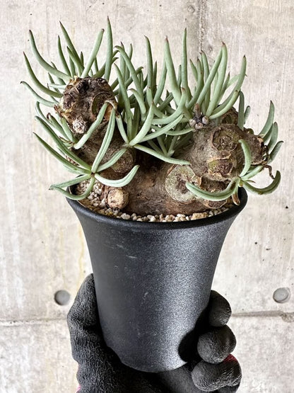 【現品限り】チレコドン・ペアルソニー 現地株 発根済み【Q63】 Tylecodon pearsonii