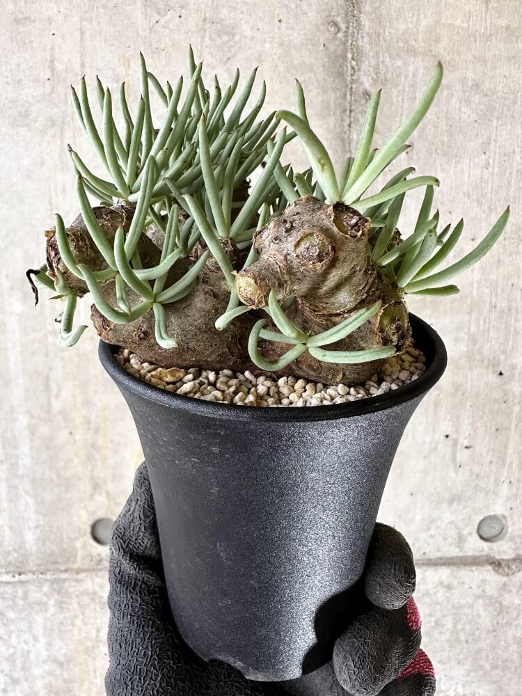 【現品限り】チレコドン・ペアルソニー 現地株 発根済み【Q63】 Tylecodon pearsonii