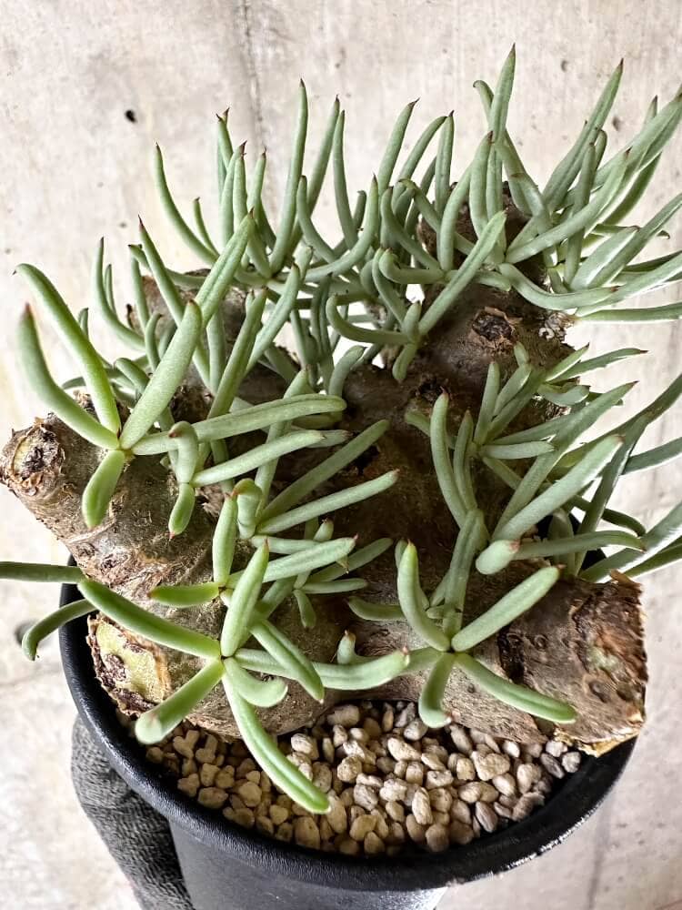 【現品限り】チレコドン・ペアルソニー 現地株 発根済み【Q63】 Tylecodon pearsonii