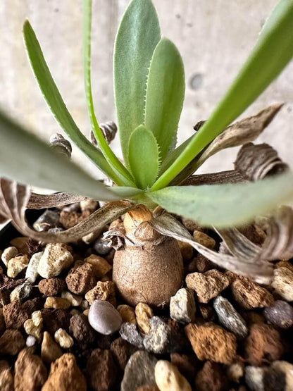 【現品限り】オトンナ・レトロルサ【Q6】 Othonna retrorsa