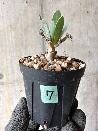 【現品限り】オトンナ・レトロルサ【Q7】 Othonna retrorsa