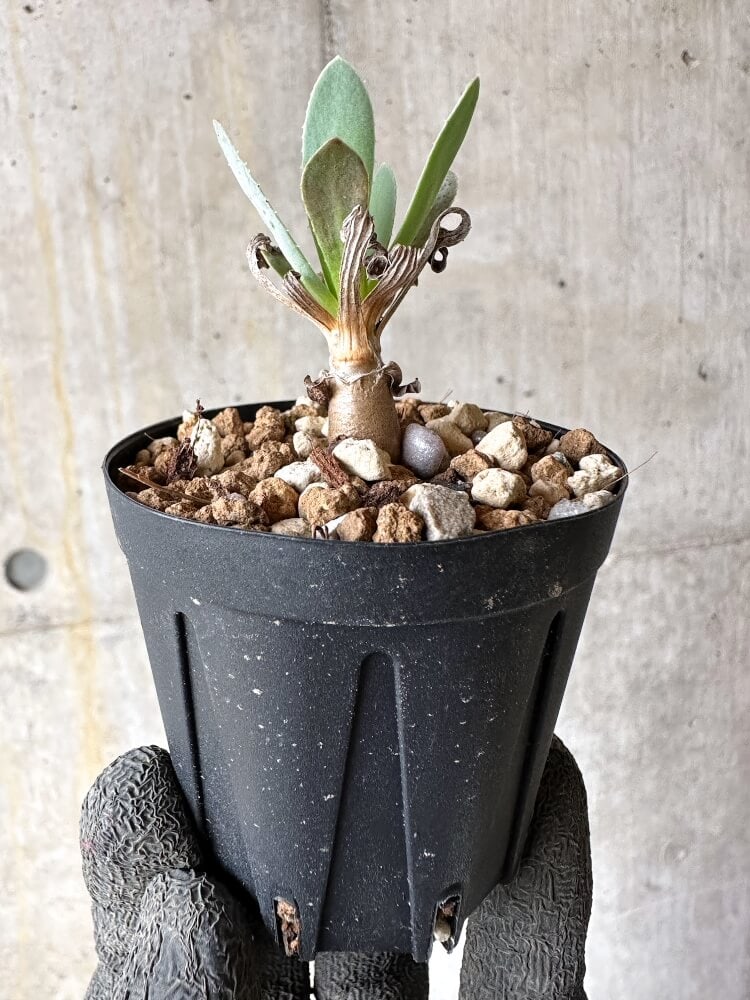 【現品限り】オトンナ・レトロルサ【Q7】 Othonna retrorsa