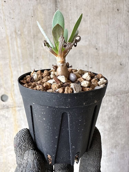 【現品限り】オトンナ・レトロルサ【Q7】 Othonna retrorsa