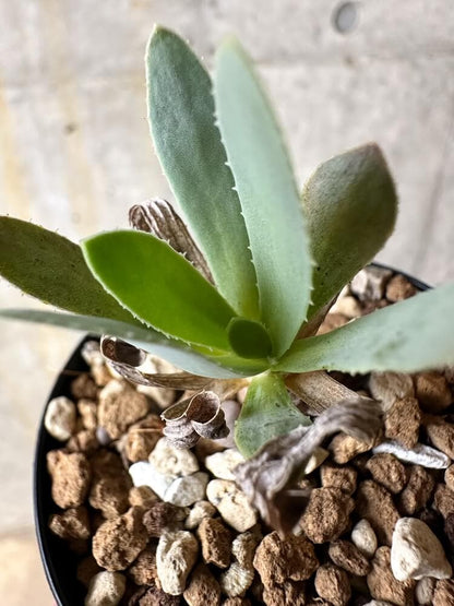 【現品限り】オトンナ・レトロルサ【Q7】 Othonna retrorsa