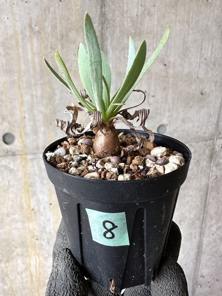 【現品限り】オトンナ・レトロルサ【Q8】 Othonna retrorsa