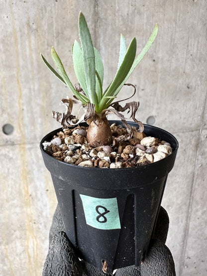 【現品限り】オトンナ・レトロルサ【Q8】 Othonna retrorsa