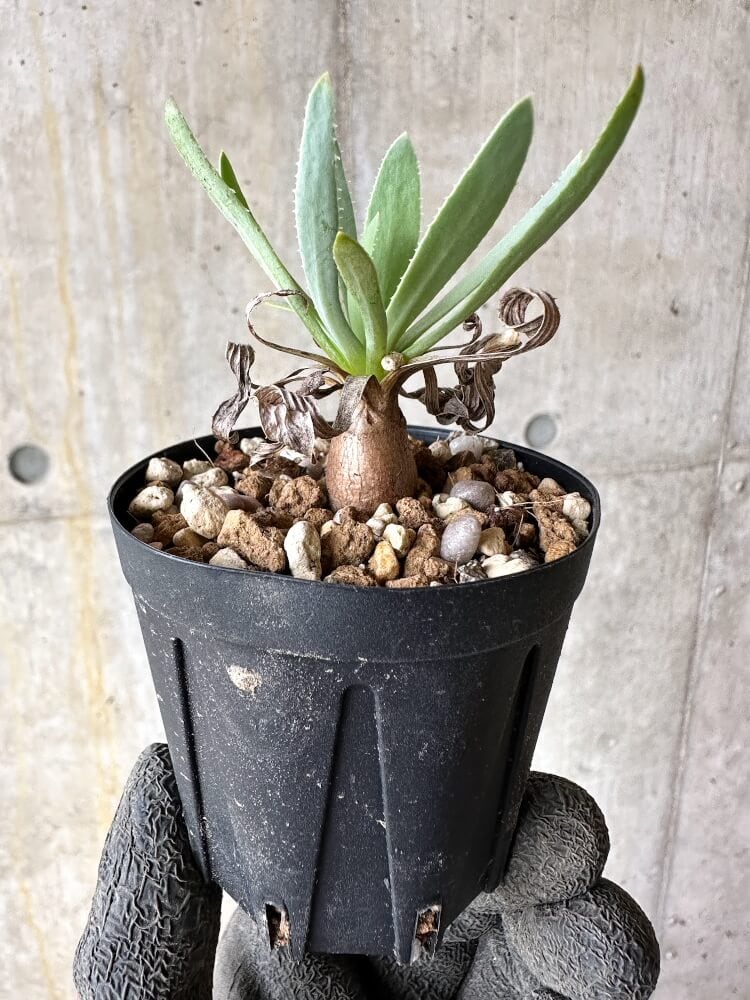 【現品限り】オトンナ・レトロルサ【Q8】 Othonna retrorsa