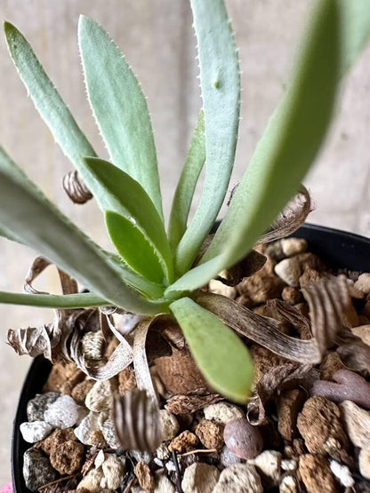 【現品限り】オトンナ・レトロルサ【Q8】 Othonna retrorsa