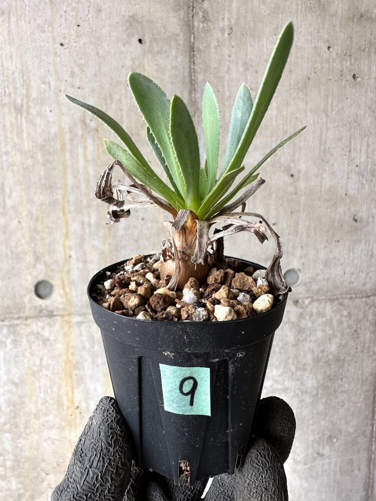 【現品限り】オトンナ・レトロルサ【Q9】 Othonna retrorsa