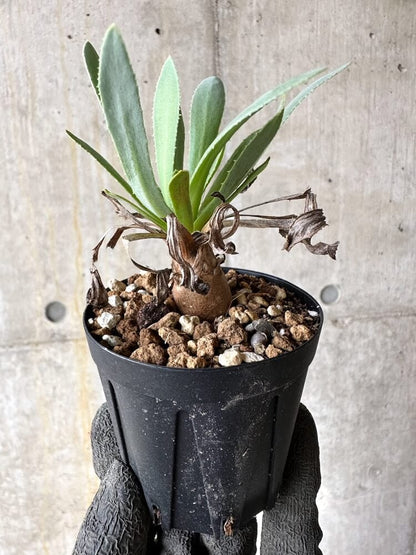 【現品限り】オトンナ・レトロルサ【Q9】 Othonna retrorsa