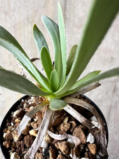 【現品限り】オトンナ・レトロルサ【Q9】 Othonna retrorsa