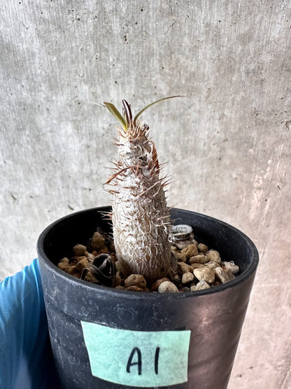 【現品限り】パキポディウム・グラキリス【A1】 Pachypodium gracilius