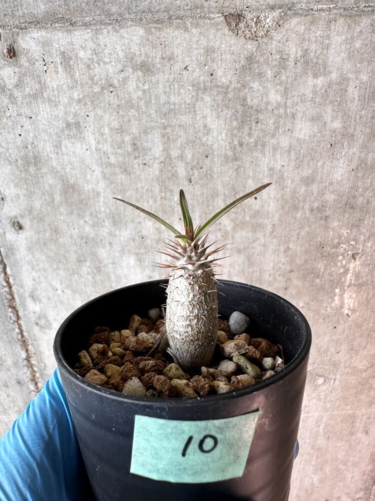 【現品限り】パキポディウム・グラキリス【A10】 Pachypodium gracilius