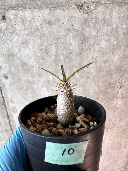 【現品限り】パキポディウム・グラキリス【A10】 Pachypodium gracilius
