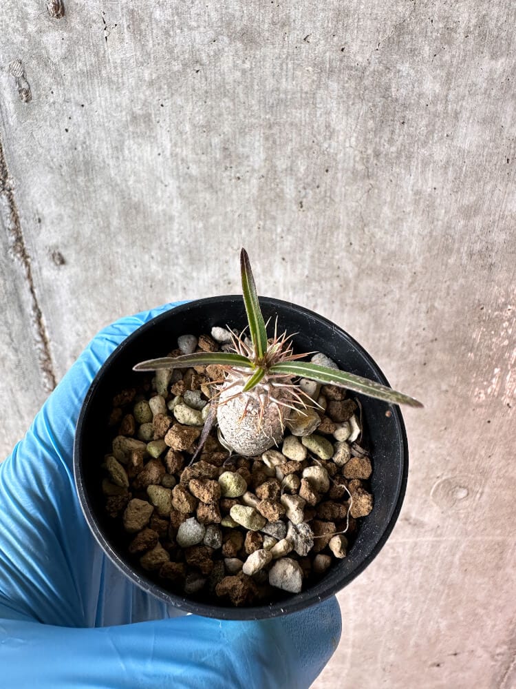 【現品限り】パキポディウム・グラキリス【A10】 Pachypodium gracilius