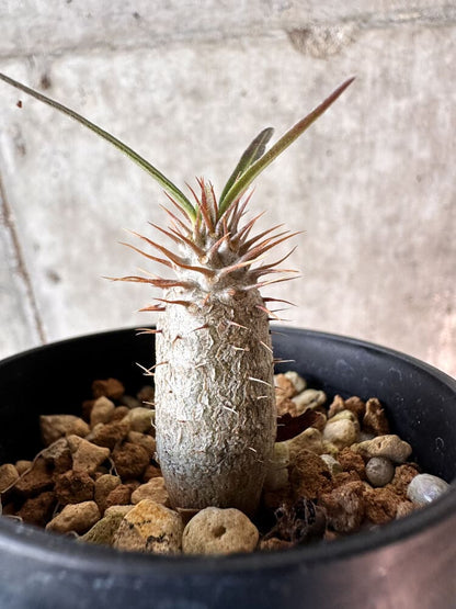 【現品限り】パキポディウム・グラキリス【A10】 Pachypodium gracilius