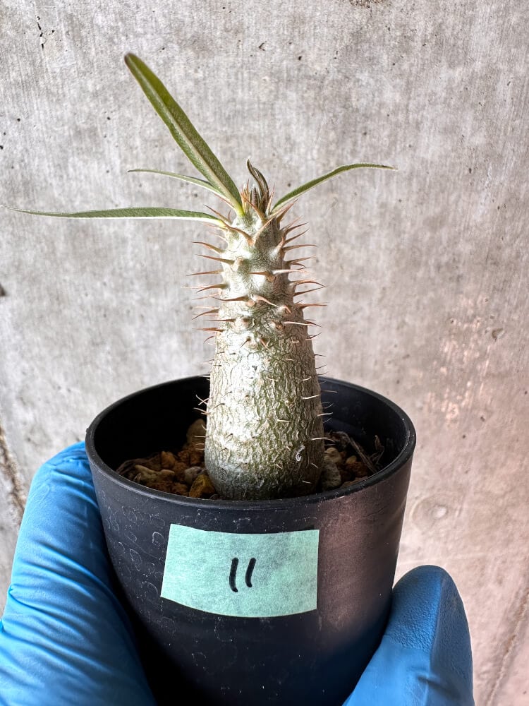 【現品限り】パキポディウム・グラキリス【A11】 Pachypodium gracilius