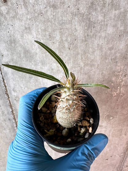 【現品限り】パキポディウム・グラキリス【A11】 Pachypodium gracilius