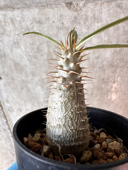 【現品限り】パキポディウム・グラキリス【A11】 Pachypodium gracilius