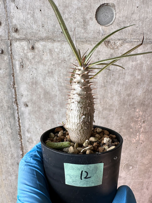 【現品限り】パキポディウム・グラキリス【A12】 Pachypodium gracilius