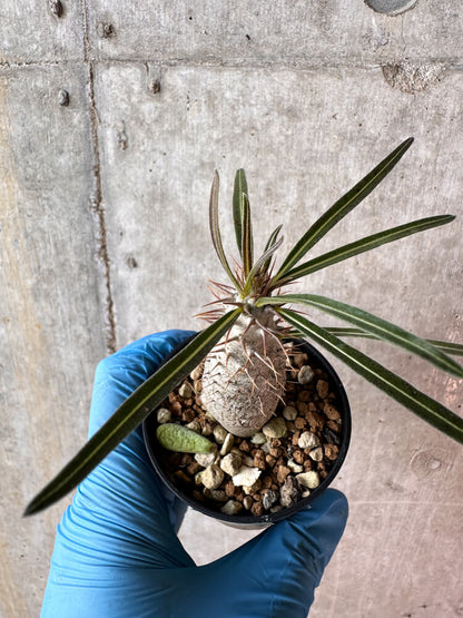 【現品限り】パキポディウム・グラキリス【A12】 Pachypodium gracilius