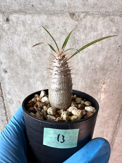 【現品限り】パキポディウム・グラキリス【A13】 Pachypodium gracilius