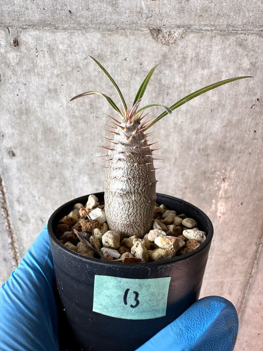 【現品限り】パキポディウム・グラキリス【A13】 Pachypodium gracilius