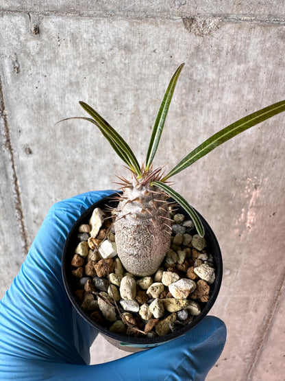 【現品限り】パキポディウム・グラキリス【A13】 Pachypodium gracilius