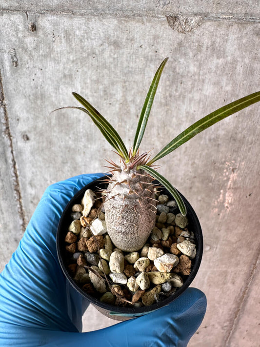 【現品限り】パキポディウム・グラキリス【A13】 Pachypodium gracilius