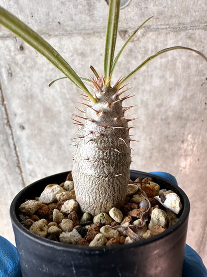 【現品限り】パキポディウム・グラキリス【A13】 Pachypodium gracilius