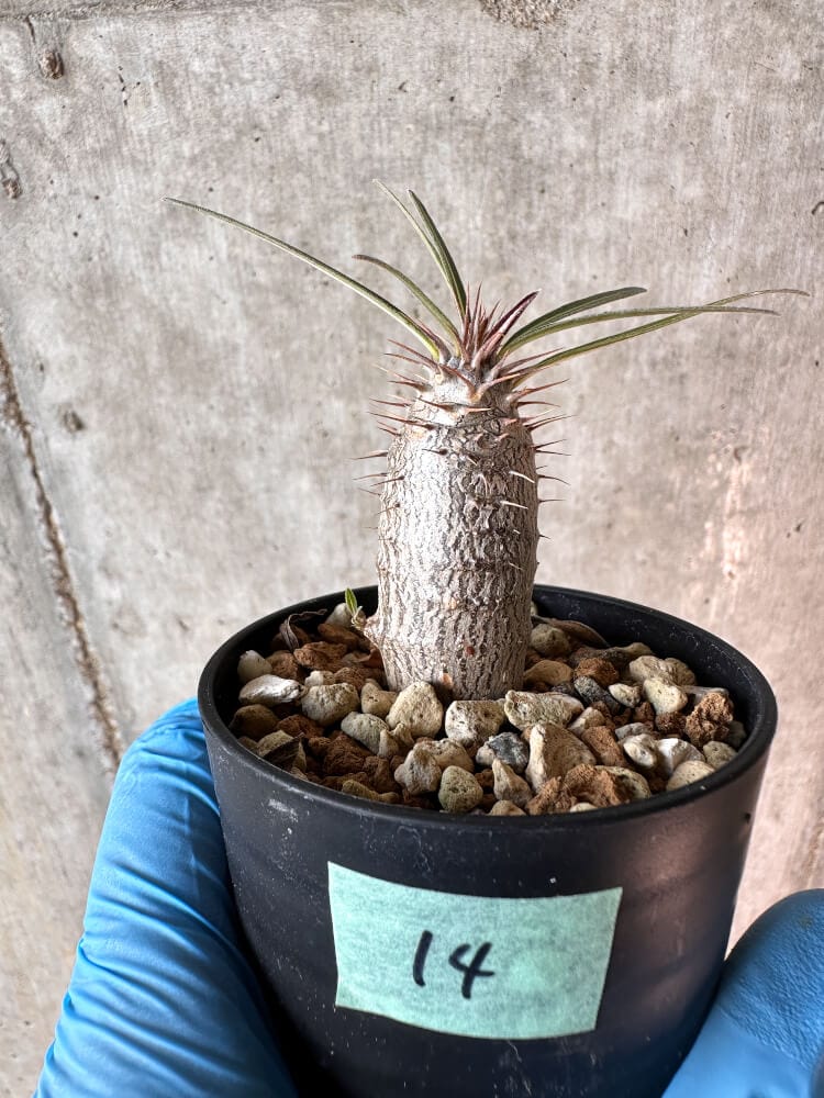 【現品限り】パキポディウム・グラキリス【A14】 Pachypodium gracilius