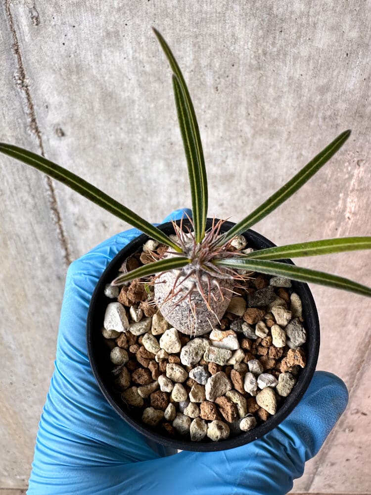 【現品限り】パキポディウム・グラキリス【A14】 Pachypodium gracilius