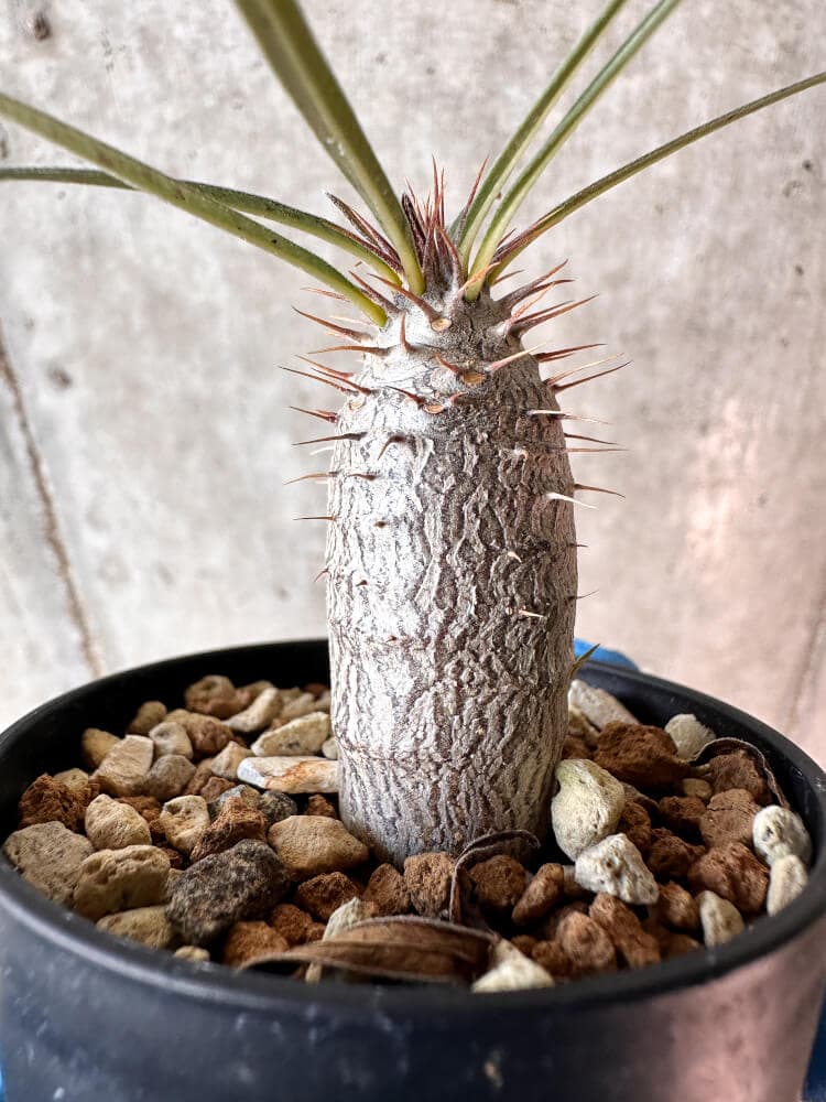 【現品限り】パキポディウム・グラキリス【A14】 Pachypodium gracilius