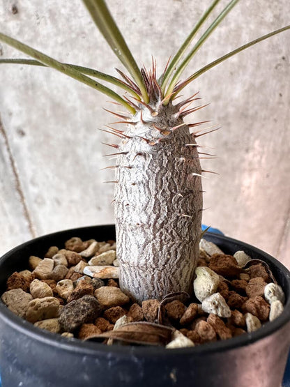 【現品限り】パキポディウム・グラキリス【A14】 Pachypodium gracilius