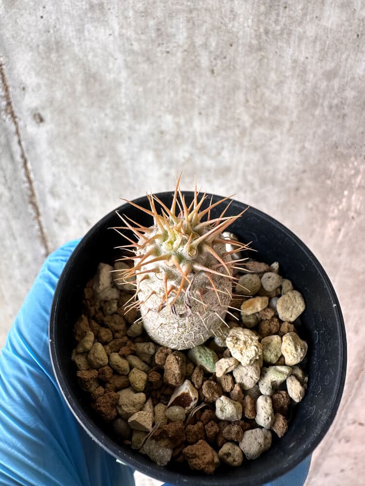 パキポディウム グラキリス Pachypodium gracilius ⑤ 現品限り】パキポディウム・グラキリス【A15】 Pachypodium gracilius