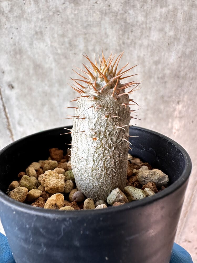現品限り】パキポディウム・グラキリス【A15】 Pachypodium gracilius