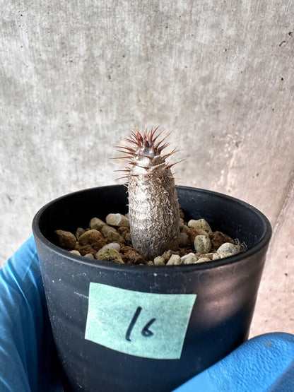 【現品限り】パキポディウム・グラキリス【A16】 Pachypodium gracilius