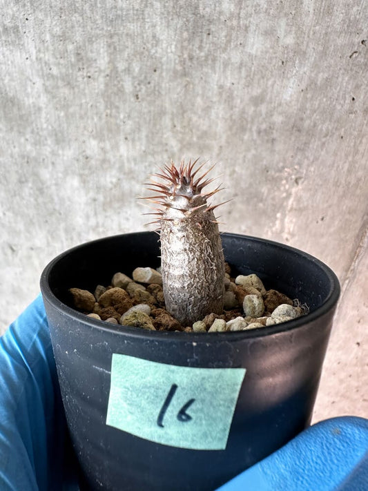 【現品限り】パキポディウム・グラキリス【A16】 Pachypodium gracilius